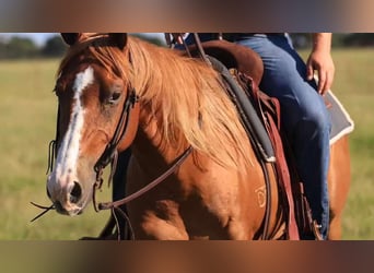 Quarter horse américain, Hongre, 8 Ans, 150 cm, Alezan brûlé