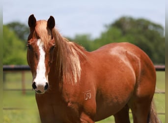 Quarter horse américain, Hongre, 8 Ans, 150 cm, Alezan brûlé