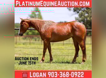 Quarter horse américain, Hongre, 8 Ans, 150 cm, Alezan brûlé