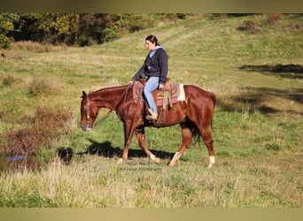 Quarter horse américain, Hongre, 8 Ans, 150 cm, Alezan cuivré