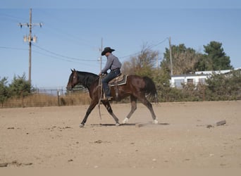 Quarter horse américain Croisé, Hongre, 8 Ans, 150 cm, Bai cerise