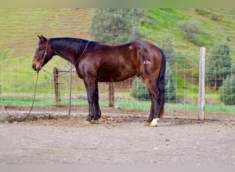 Quarter horse américain, Hongre, 8 Ans, 150 cm, Bai cerise