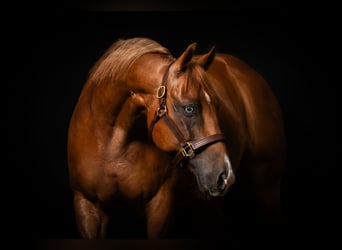Quarter horse américain, Hongre, 8 Ans, 150 cm, Bai
