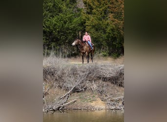 Quarter horse américain, Hongre, 8 Ans, 150 cm, Buckskin