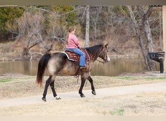 Quarter horse américain, Hongre, 8 Ans, 150 cm, Buckskin