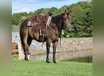 Quarter horse américain, Hongre, 8 Ans, 150 cm, Buckskin