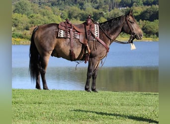 Quarter horse américain, Hongre, 8 Ans, 150 cm, Buckskin