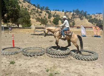 Quarter horse américain, Hongre, 8 Ans, 150 cm, Buckskin