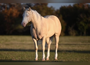 Quarter horse américain, Hongre, 8 Ans, 150 cm, Cremello