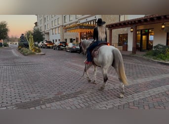 Quarter horse américain, Hongre, 8 Ans, 150 cm, Gris pommelé