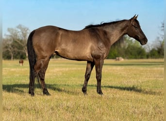 Quarter horse américain, Hongre, 8 Ans, 150 cm, Grullo