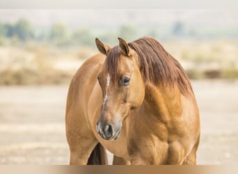 Quarter horse américain, Hongre, 8 Ans, 150 cm, Isabelle