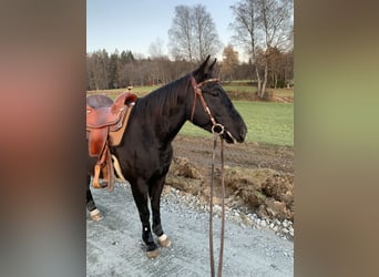 Quarter horse américain, Hongre, 8 Ans, 150 cm, Noir