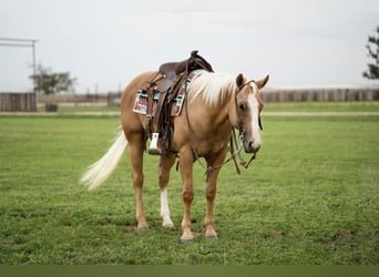 Quarter horse américain, Hongre, 8 Ans, 150 cm, Palomino