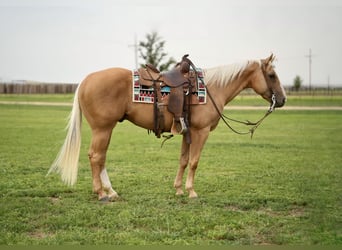 Quarter horse américain, Hongre, 8 Ans, 150 cm, Palomino