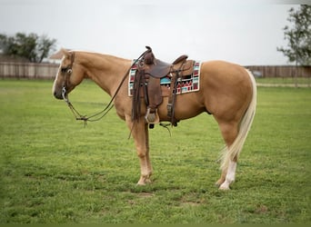 Quarter horse américain, Hongre, 8 Ans, 150 cm, Palomino