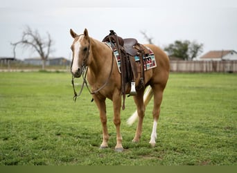 Quarter horse américain, Hongre, 8 Ans, 150 cm, Palomino