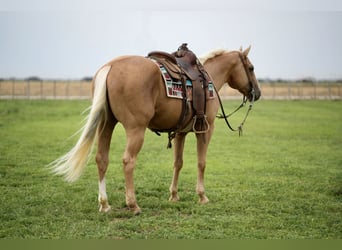 Quarter horse américain, Hongre, 8 Ans, 150 cm, Palomino