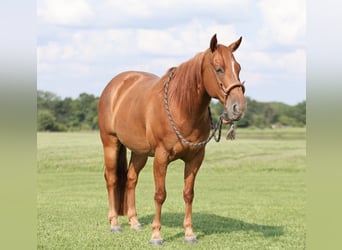 Quarter horse américain, Hongre, 8 Ans, 150 cm, Rouan Rouge