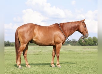 Quarter horse américain, Hongre, 8 Ans, 150 cm, Rouan Rouge