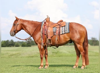 Quarter horse américain, Hongre, 8 Ans, 150 cm, Rouan Rouge