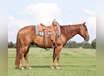 Quarter horse américain, Hongre, 8 Ans, 150 cm, Rouan Rouge