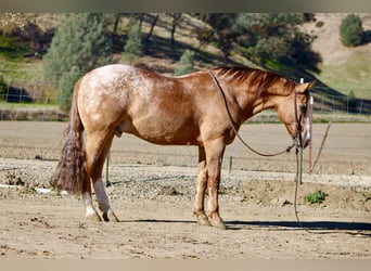 Quarter horse américain, Hongre, 8 Ans, 150 cm, Rouan Rouge