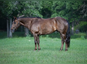 Quarter horse américain, Hongre, 8 Ans, 152 cm, Alezan brûlé