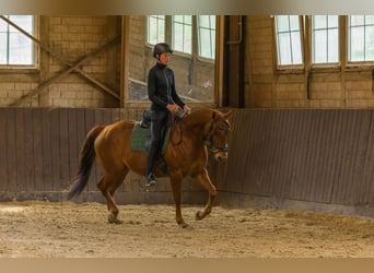 Quarter horse américain, Hongre, 8 Ans, 152 cm, Alezan