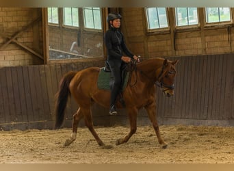 Quarter horse américain, Hongre, 8 Ans, 152 cm, Alezan