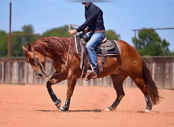 Quarter horse américain, Hongre, 8 Ans, 152 cm, Alezan cuivré