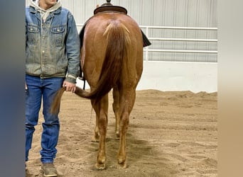 Quarter horse américain, Hongre, 8 Ans, 152 cm, Alezan cuivré