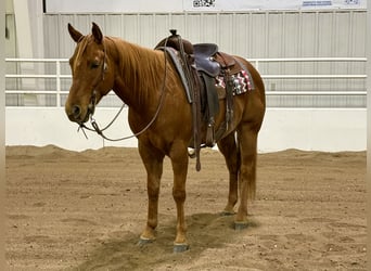 Quarter horse américain, Hongre, 8 Ans, 152 cm, Alezan cuivré