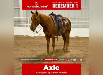 Quarter horse américain, Hongre, 8 Ans, 152 cm, Alezan cuivré