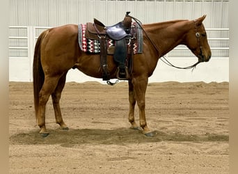 Quarter horse américain, Hongre, 8 Ans, 152 cm, Alezan cuivré