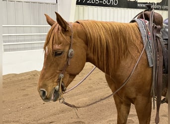 Quarter horse américain, Hongre, 8 Ans, 152 cm, Alezan cuivré