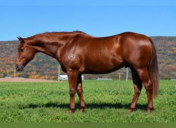 Quarter horse américain, Hongre, 8 Ans, 152 cm, Alezan cuivré