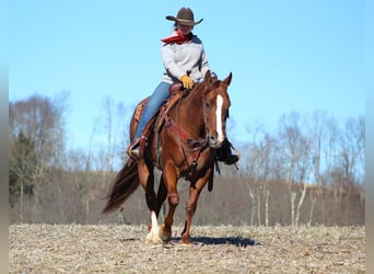 Quarter horse américain, Hongre, 8 Ans, 152 cm, Alezan cuivré