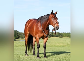 Quarter horse américain, Hongre, 8 Ans, 152 cm, Bai cerise