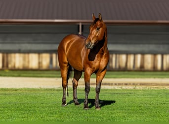 Quarter horse américain, Hongre, 8 Ans, 152 cm, Bai cerise