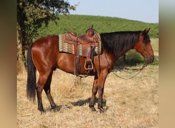 Quarter horse américain Croisé, Hongre, 8 Ans, 152 cm, Bai cerise