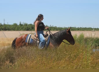 Quarter horse américain Croisé, Hongre, 8 Ans, 152 cm, Bai cerise