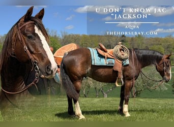 Quarter horse américain, Hongre, 8 Ans, 152 cm, Bai
