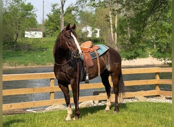 Quarter horse américain, Hongre, 8 Ans, 152 cm, Bai