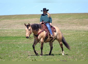 Quarter horse américain, Hongre, 8 Ans, 152 cm, Buckskin