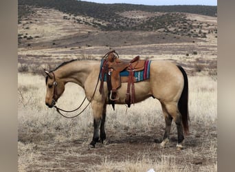 Quarter horse américain, Hongre, 8 Ans, 152 cm, Buckskin