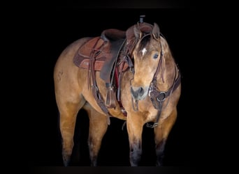 Quarter horse américain, Hongre, 8 Ans, 152 cm, Buckskin