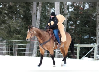 Quarter horse américain, Hongre, 8 Ans, 152 cm, Buckskin