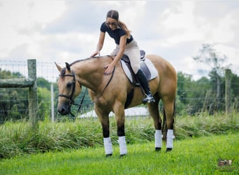 Quarter horse américain, Hongre, 8 Ans, 152 cm, Buckskin
