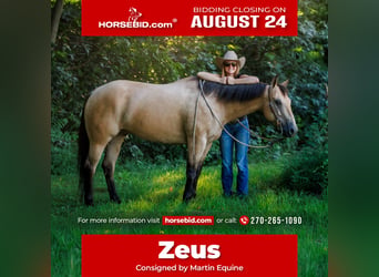 Quarter horse américain, Hongre, 8 Ans, 152 cm, Buckskin